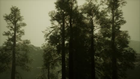 Fog-and-pine-trees-on-rugged-mountainside-and-coming-storm